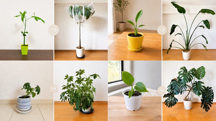 ダイソーや100均で購入した観葉植物4株の購入時と現在の比較
