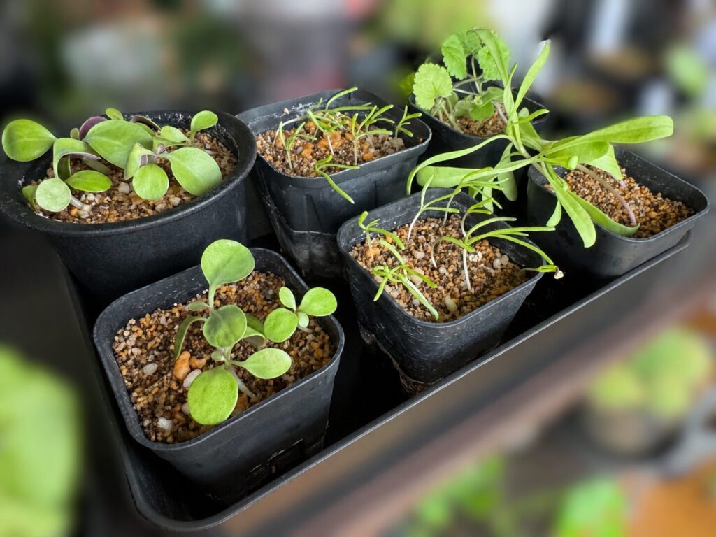 2026年2月中旬、屋内管理中のオトンナ実生苗