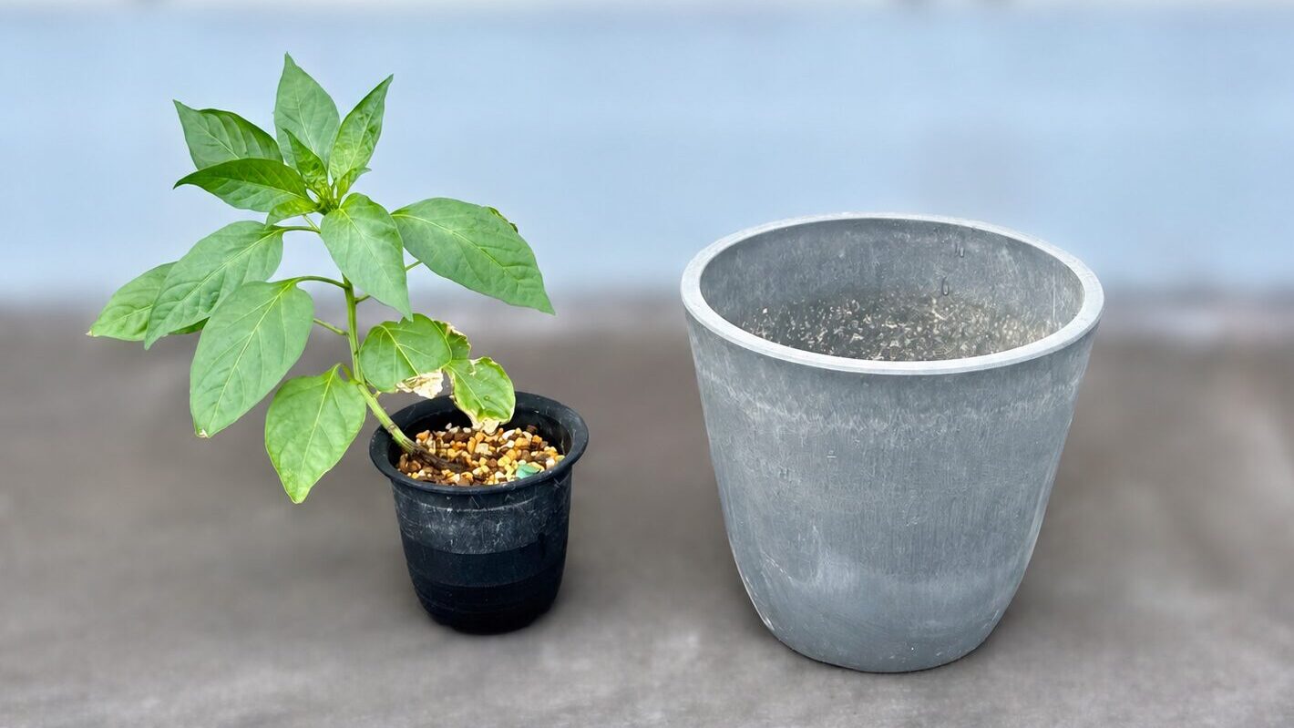 2026年6月末、発芽から2ヶ月のピーマン。と、植え替え先の植木鉢。
