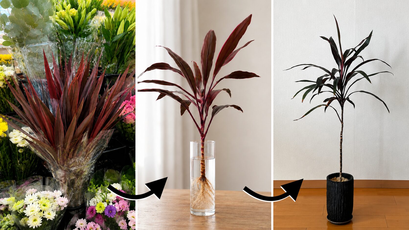 切り花として購入したドラセナ系植物が、水挿しを経て鉢植えの観葉植物になるまでの変化
