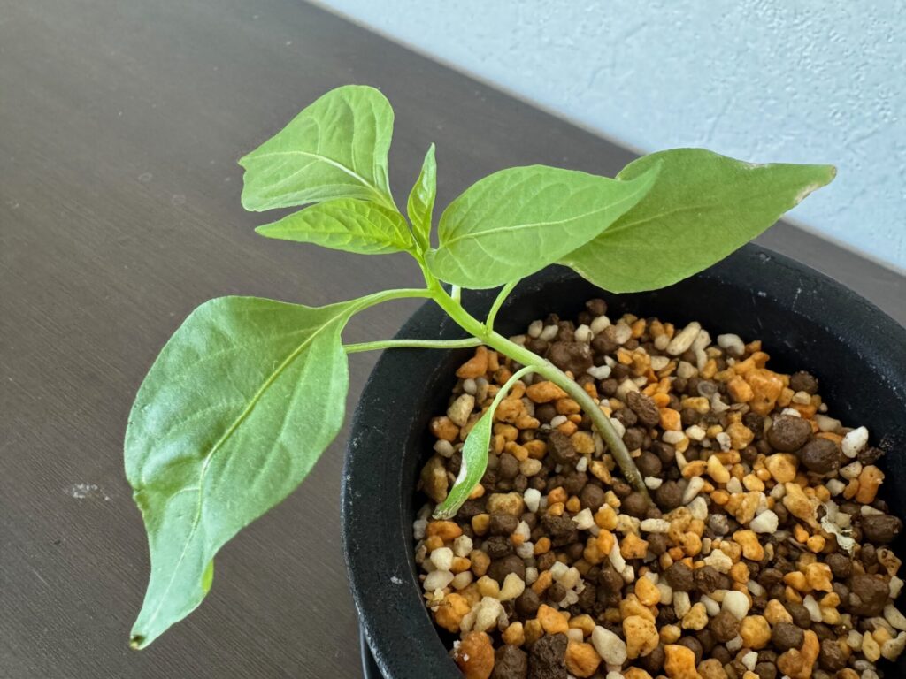 ピーマン。発芽から約1ヶ月。