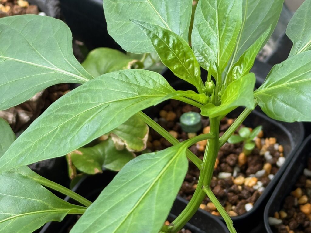 2026年6月下旬、発芽から2ヶ月弱のピーマンの成長点付近。花芽のようなものが見える。